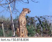 Cheetah (Acinonyx jubatus) is a large cat. Стоковое фото, фотограф Irina Opachevsky / Фотобанк Лори