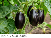 Vibrant Purple Eggplants Growing on a Healthy Plant Surrounded by Lush Green Leaves in a Garden Setting. Стоковое AI-изображение, AI-художник Башкирова Анна / Фотобанк Лори