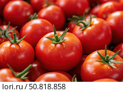 Fresh, Ripe Tomatoes: A Vibrant Display of Juicy Red Fruits Perfect for Cooking, Salads, and Healthy Eating, Celebrating Nature's Bounty in Every Bite. Стоковое AI-изображение, AI-художник Башкирова Анна / Фотобанк Лори