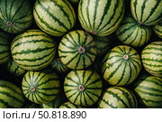 A Bountiful Collection of Fresh Watermelons With Striped Rinds Piled Together in a Vibrant Display Capturing the Essence of Summer's Sweet Harvest. Стоковое AI-изображение, AI-художник Башкирова Анна / Фотобанк Лори