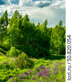Field with purple lupins and dramatic clouds in the sky on a sunny day. Стоковое фото, фотограф Емельянов Евгений Викторович / Фотобанк Лори
