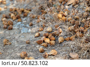 Scattered dried figs lying on parched soil with dead grass, illustrating the impact of drought on agriculture and fruit crops. Стоковое AI-изображение, AI-художник Башкирова Анна / Фотобанк Лори
