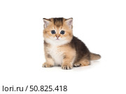 Small Scottish kitten with short paws. Стоковое фото, фотограф Okssi / Фотобанк Лори