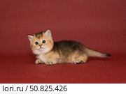 Small Scottish kitten with short paws. Стоковое фото, фотограф Okssi / Фотобанк Лори