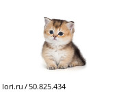 Small Scottish kitten with short paws. Стоковое фото, фотограф Okssi / Фотобанк Лори