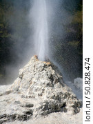 Lady Knox Geyser, Wai-O-Tapu Geothermal area, Taupo Volcanic Zone, New Zealand (2012 год). Стоковое фото, фотограф Richard Roscoe/Stocktrek Images / ТАСС / Фотобанк Лори