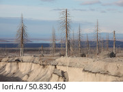 Dead trees beside erosion gulley revealing pyroclastic flow deposits. Стоковое фото, фотограф Richard Roscoe/Stocktrek Images / ТАСС / Фотобанк Лори