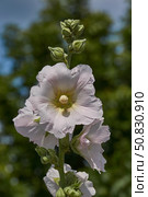 Mallow blooms on the lawn in the garden. Mallow flower close-up. Стоковое фото, фотограф Андрей Жигальцов / Фотобанк Лори