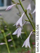 Hosta (lat. Hosta) blooms in the garden. Hosta is a genus of perennial herbaceous plants of the Asparagus family. Стоковое фото, фотограф Андрей Жигальцов / Фотобанк Лори