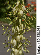 Yucca (Latin. Yucca) blooms in the garden. Yucca is a genus of arboreal evergreen plants of the Agave subfamily (Agavoideae) of the Asparagaceae family. Стоковое фото, фотограф Андрей Жигальцов / Фотобанк Лори