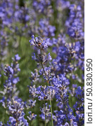 Lavender (lat. Lavandula) blooms in the garden. Lavender is a genus of plants in the family Lamiaceae or Labiatae. Стоковое фото, фотограф Андрей Жигальцов / Фотобанк Лори