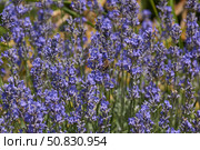 Lavender (lat. Lavandula) blooms in the garden. Lavender is a genus of plants in the family Lamiaceae or Labiatae. Стоковое фото, фотограф Андрей Жигальцов / Фотобанк Лори