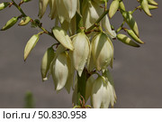 Yucca (Latin. Yucca) blooms in the garden. Yucca is a genus of arboreal evergreen plants of the Agave subfamily (Agavoideae) of the Asparagaceae family. Стоковое фото, фотограф Андрей Жигальцов / Фотобанк Лори
