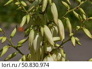 Yucca (Latin. Yucca) blooms in the garden. Yucca is a genus of arboreal evergreen plants of the Agave subfamily (Agavoideae) of the Asparagaceae family. Стоковое фото, фотограф Андрей Жигальцов / Фотобанк Лори