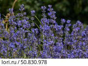 Lavender (lat. Lavandula) blooms in the garden. Lavender is a genus of plants in the family Lamiaceae or Labiatae. Стоковое фото, фотограф Андрей Жигальцов / Фотобанк Лори