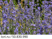 Lavender (lat. Lavandula) blooms in the garden. Lavender is a genus of plants in the family Lamiaceae or Labiatae. Стоковое фото, фотограф Андрей Жигальцов / Фотобанк Лори
