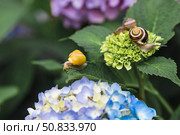 Grape snail (Helix pomatia) on a flowering hydrangea. A garden pest. An edible snail. A terrestrial gastropod mollusk of the Helicidae family. Стоковое фото, фотограф Photojuli / Фотобанк Лори