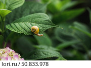 Grape snail (Helix pomatia) on garden flowers. Garden pest. Edible snail. Terrestrial gastropod mollusk of the Helicidae family. Стоковое фото, фотограф Photojuli / Фотобанк Лори