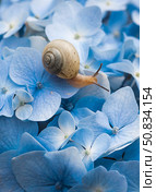 Grape snail (Helix pomatia) on a flowering hydrangea. A garden pest. An edible snail. A terrestrial gastropod mollusk of the Helicidae family. Стоковое фото, фотограф Photojuli / Фотобанк Лори