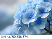 Hydrangea blooming. Blue heads of hydrangea flower petals. Beautiful Garden. Landscaping trend. Shrubbery blooms. Closeup hydrangea flowers. Space for text. Abstract minimal design. Soft shadows. Card. Стоковое AI-изображение, AI-художник Марина Демидюк / Фотобанк Лори