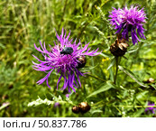 Жук бронзовка (Cetoniinae) на цветке василька лугового (Centaurea jacea) Стоковое фото, фотограф Владимир Шипикин / Фотобанк Лори