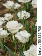 White fringed tulips in full bloom at the Istanbul Tulip Festival in Emirgan Park. Стоковое фото, фотограф Софья Соломонова / Фотобанк Лори