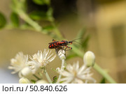 A small, predatory beetle (Rhynocoris iracundus Poda) sits on a flower close-up. Стоковое фото, фотограф Татьяна Ляпи / Фотобанк Лори
