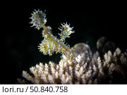 Ornate Ghost Pipefish (Solenostomus paradoxus) stock photo. Рыба-призрак (трубкорыл-арлекин). Стоковое фото, фотограф Никита Костылев / Фотобанк Лори