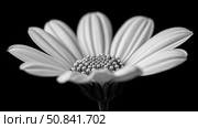 Monochrome Floral: A detailed presentation of a solitary osteospermum flower, its petals gracefully open, set against a stark background. Стоковое AI-изображение, AI-художник Данила Большаков / Фотобанк Лори