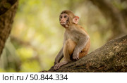 Macaques in nature. Macaques constitute a genus (Macaca) of gregarious monkeys. Стоковое фото, фотограф Андрей Армягов / Фотобанк Лори