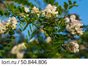 Blooming robinia pseudoacacia, commonly known in Russian as white acacia, is a fast—growing tree, a species of the genus Robinia of the Legume family Fabaceae on a sunny spring day, Astrakhan, Russia. Стоковое фото, фотограф Ula Ulachka / Фотобанк Лори