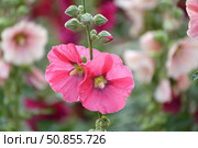 The Beautiful pink stockrose close up. Стоковое фото, фотограф Володина Ольга / Фотобанк Лори