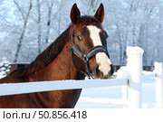 Dressage saddle horse in winter stud farm background. Спортивная верховая лошадь в паддоке на территории зимней фермы. Стоковое фото, фотограф Михаил Кондрашов / Фотобанк Лори
