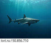 Streamlined shark glides effortlessly through clear blue waters with sunlight creating a beautiful gradient effect. Perfect for aquatic photography and marine conservation awareness. Стоковое AI-изображение, AI-художник Анна Сивакова / Фотобанк Лори