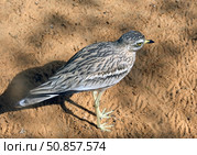 Eurasian thick-knee or simply stone-curlew (lat.- Burhinus oedicnemus) Стоковое фото, фотограф Irina Opachevsky / Фотобанк Лори