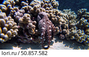 Camouflaging marine creature nestling among vibrant coral, sunlight piercing azure depths revealing intricate underwater landscape. Стоковое AI-изображение, AI-художник Данил Руденко / Фотобанк Лори