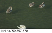 Aerial. A Family of Swans Swimming on a Lake. Стоковое видео, видеограф Поскребышев Михаил / Фотобанк Лори