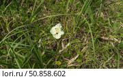 A beautiful flower Dietes bicolor in a meadow among green grass. Delicate creamy white petals, maroon center, yellow stamens. Top view. Mauritius. Стоковое фото, фотограф Вера Ивановна Кубарева / Фотобанк Лори