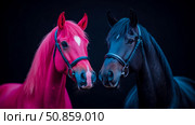 Equine Harmony: A Vivid Contrast of Horse Essence and Spirit. Стоковое AI-изображение, AI-художник Данила Большаков / Фотобанк Лори