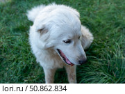 Dog Grass Outdoors: White dog rests on green grass during daytime to cool itself down. Стоковое фото, фотограф svetograph / Фотобанк Лори