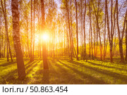 Sunrise or sunset in a spring birch forest with rays of sun. Стоковое фото, фотограф Емельянов Евгений Викторович / Фотобанк Лори