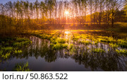 Dawn or sunset on a pond with young green reeds, birches on the neighboring shore. Стоковое фото, фотограф Емельянов Евгений Викторович / Фотобанк Лори