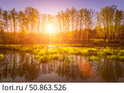 Dawn or sunset on a pond with young green reeds, birches on the neighboring shore. Стоковое фото, фотограф Емельянов Евгений Викторович / Фотобанк Лори