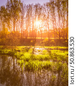 Dawn or sunset on a pond with young green reeds, birches on the neighboring shore. Стоковое фото, фотограф Емельянов Евгений Викторович / Фотобанк Лори