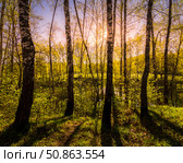 Sunrise or sunset in a spring birch forest with rays of sun. Стоковое фото, фотограф Емельянов Евгений Викторович / Фотобанк Лори