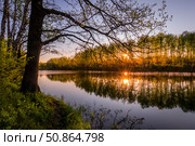 Sunrise or sunset on a pond with young green reeds, birches on the neighboring shore, reflected in water, fog and the sun. Стоковое фото, фотограф Емельянов Евгений Викторович / Фотобанк Лори