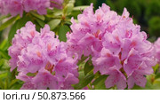 Blossoming rhododendron flowers on blurred background. Natural backdrop. Blooming pink rhododendrons swaying gently in sunlit garden. Alpenrose, snow-rose. Flowering bush. Biodiversity conservation. Стоковое видео, видеограф Марина Демидюк / Фотобанк Лори