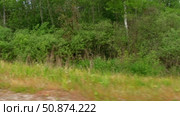 View through side window of car auto in motion on road. Highway along green forest and trees in summer. Tourism and travel, journey trip concept. Beautiful nature and landscape. Car speeding on road. Стоковое видео, видеограф Марина Демидюк / Фотобанк Лори