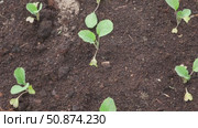 White cabbage seedlings. Young saplings of broccoli and cauliflower close-up grows in a garden bed ground soil. Planting in the vegetable garden. Organic green fresh Kale sprout having germinated. Стоковое видео, видеограф Марина Демидюк / Фотобанк Лори