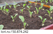 White cabbage seedlings. Young saplings of broccoli and cauliflower close-up grows in a garden bed ground soil. Planting in the vegetable garden. Organic green fresh Kale sprout having germinated. Стоковое видео, видеограф Марина Демидюк / Фотобанк Лори